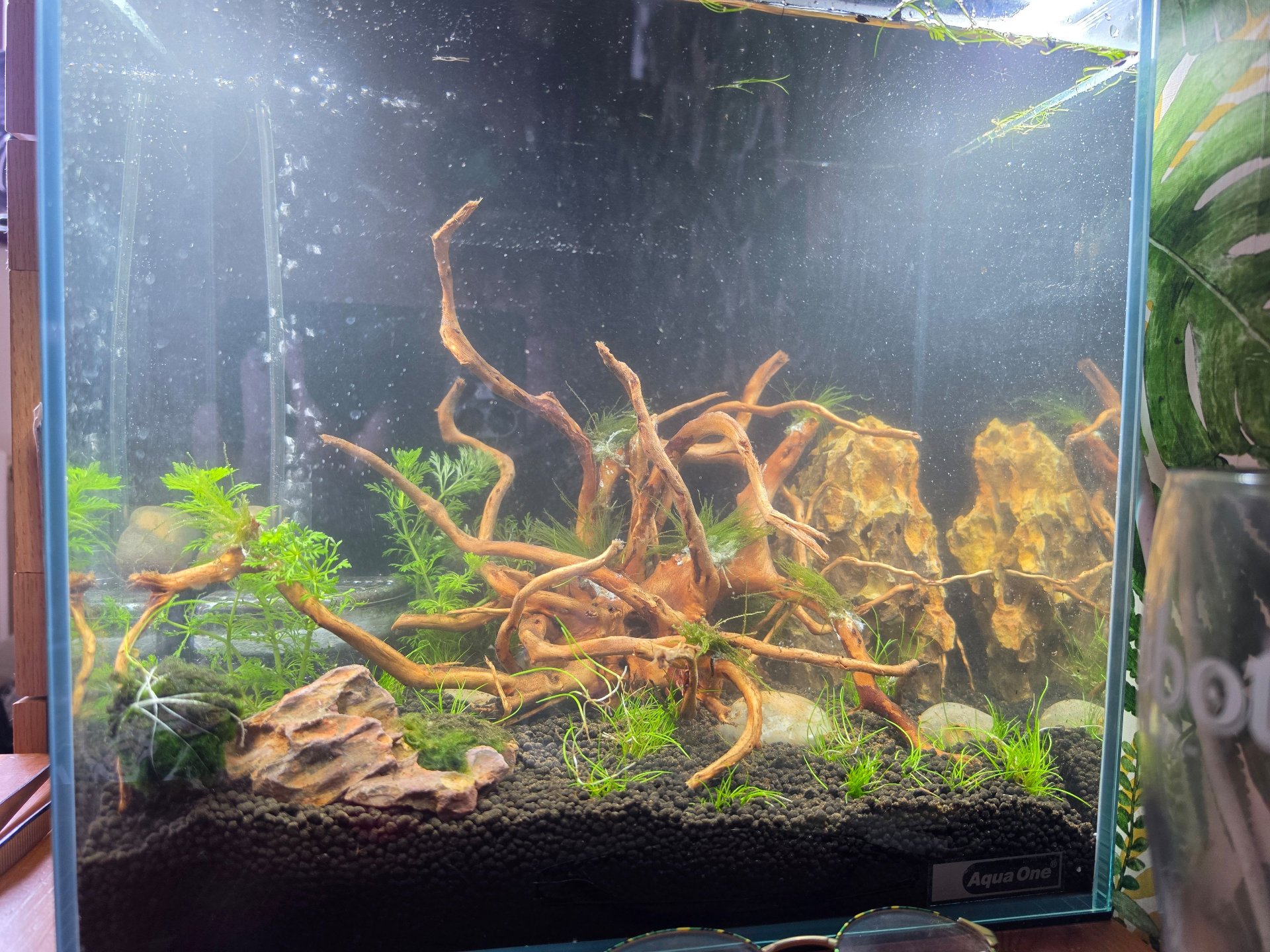 Shrimp Tank