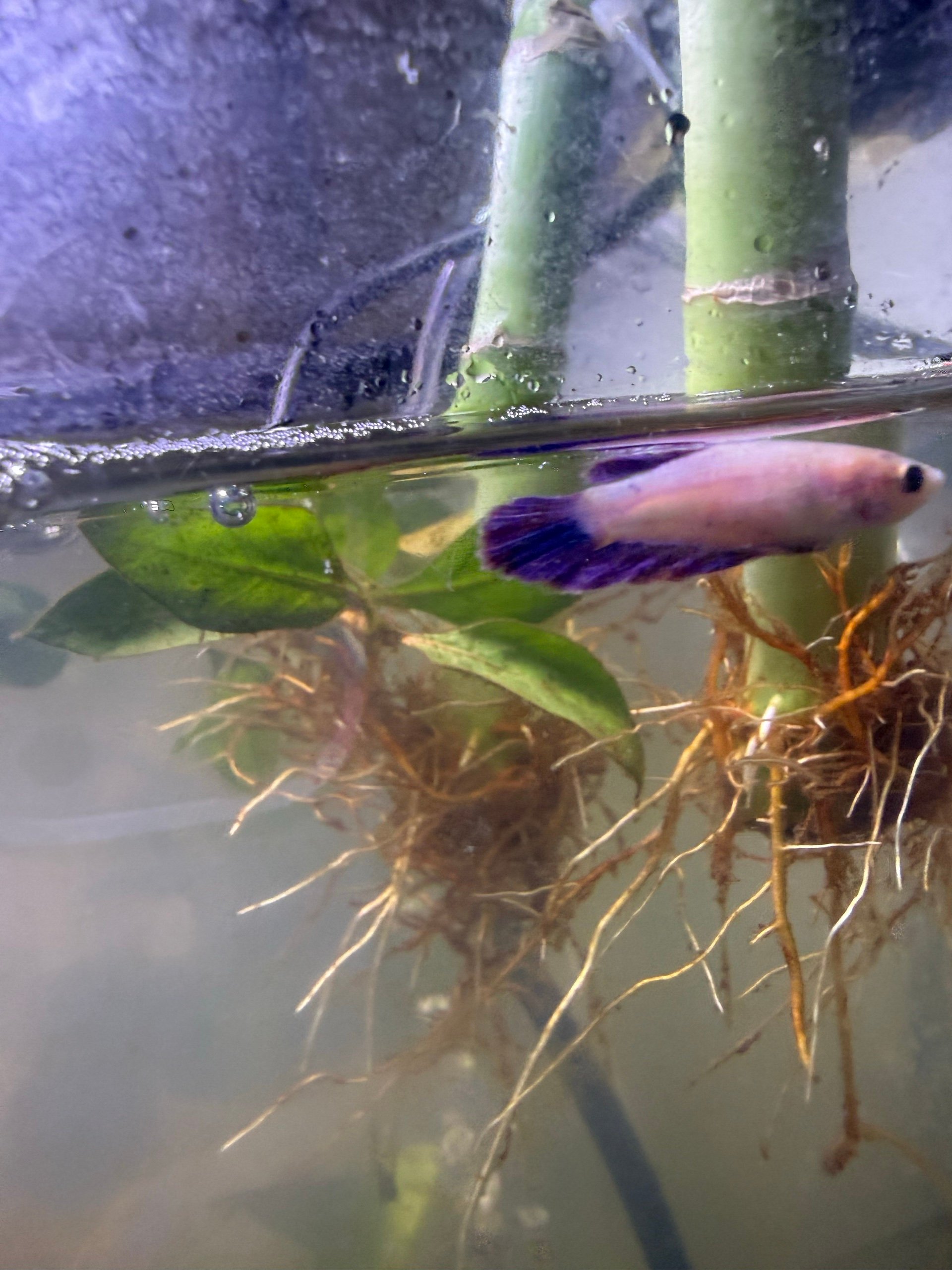Mini Sorority