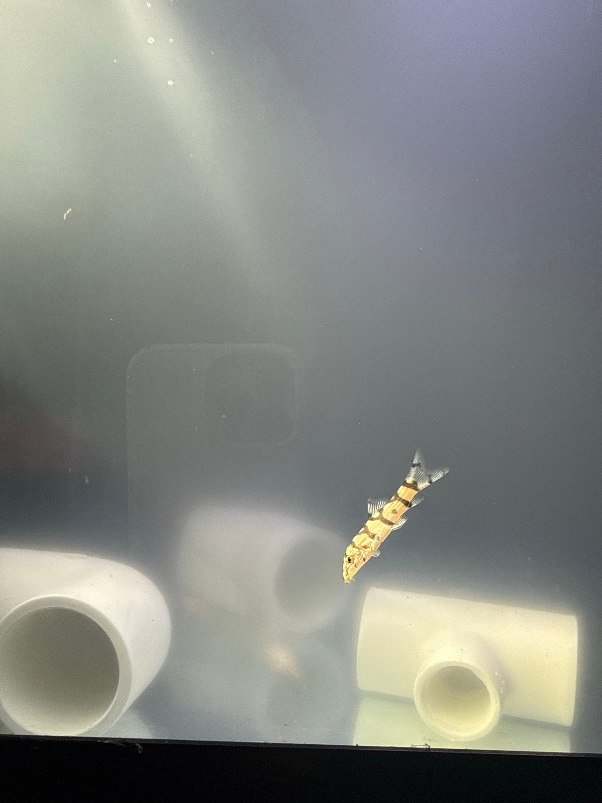 Quarantine