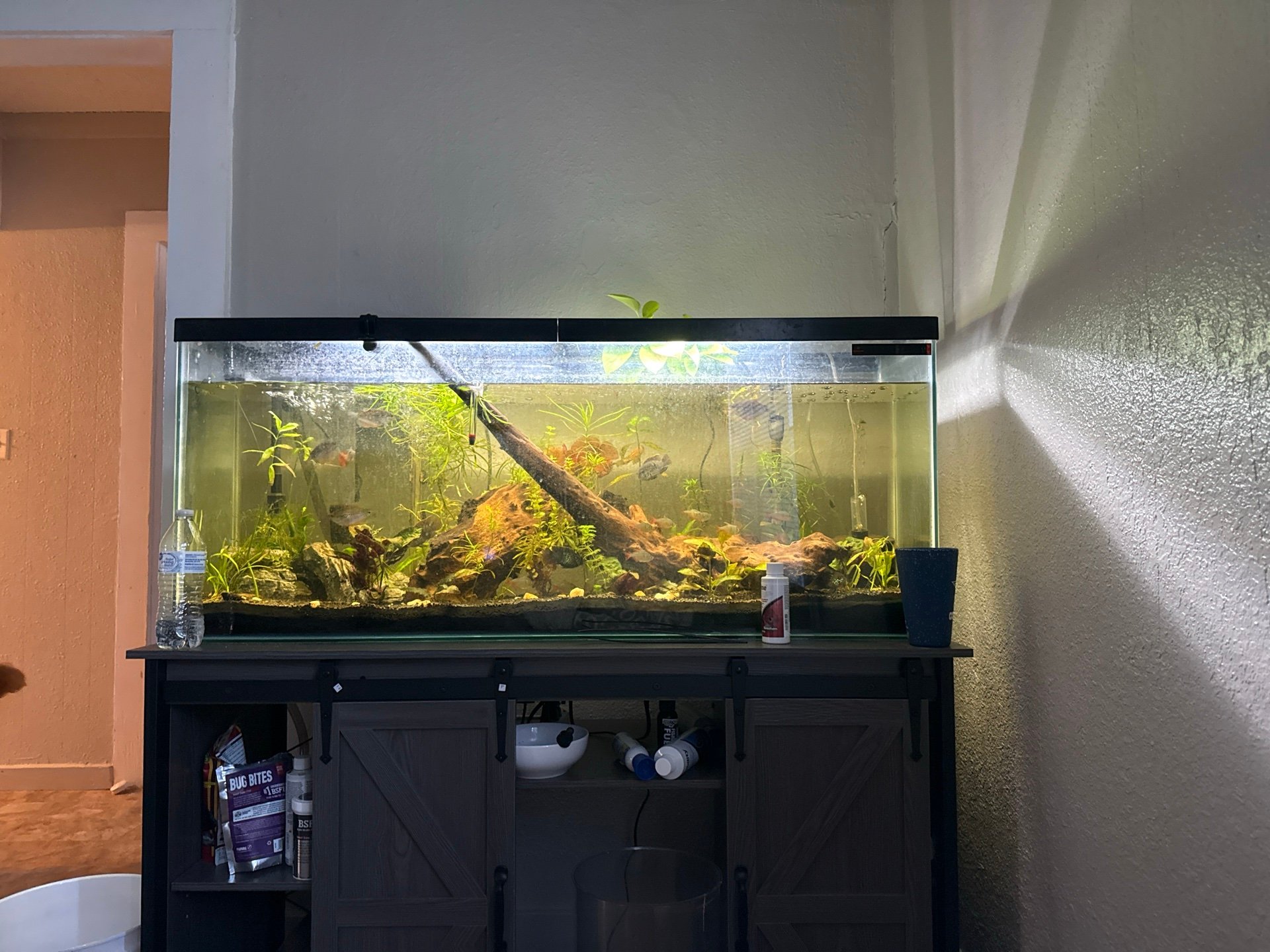 55 Gallon