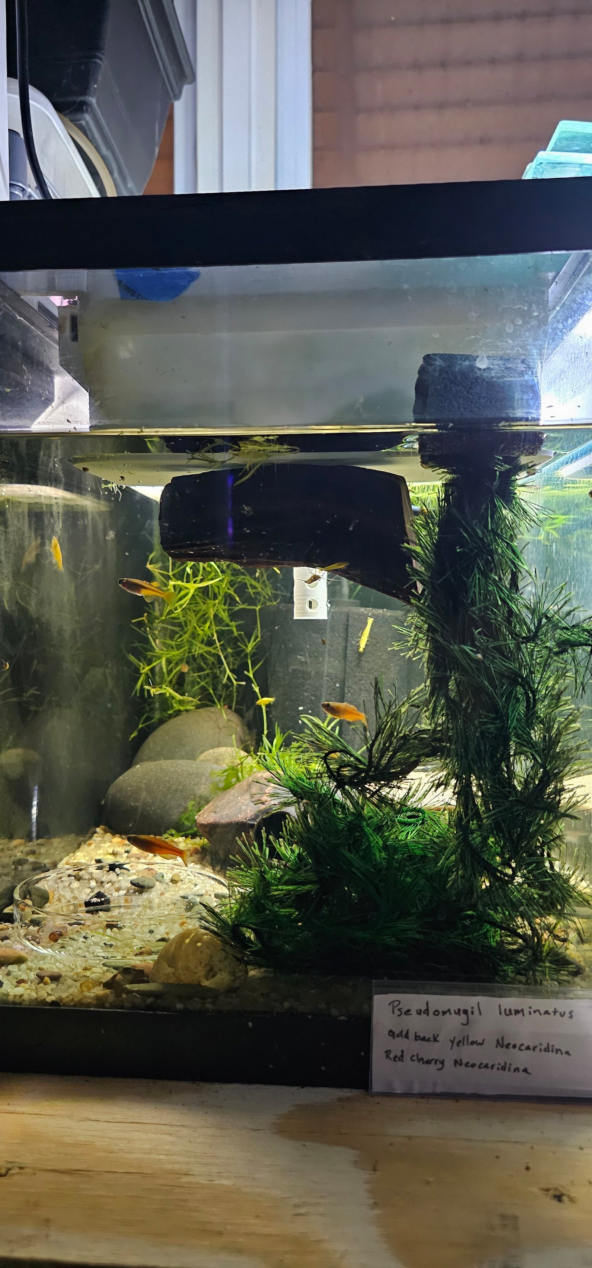 Pseudomugil luminatus Breeding Setup