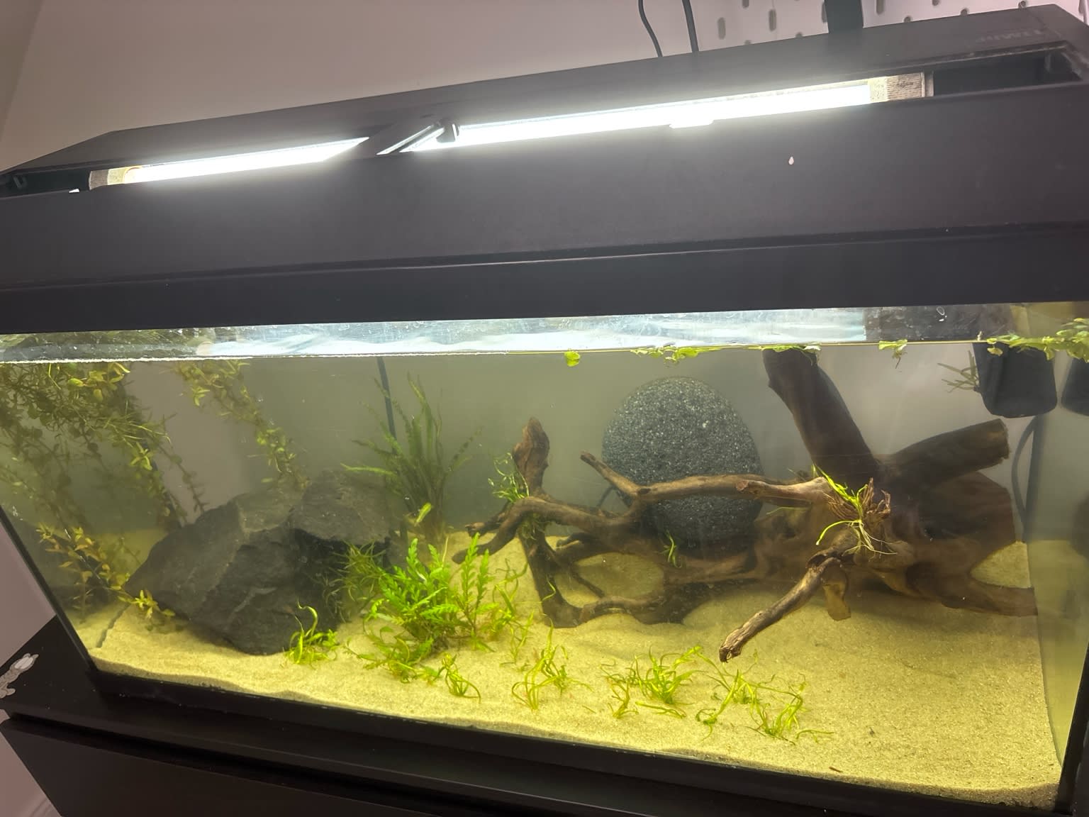 Jungle aquarium
