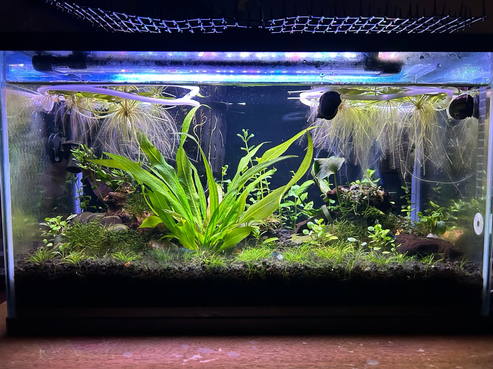 Ten Gallon