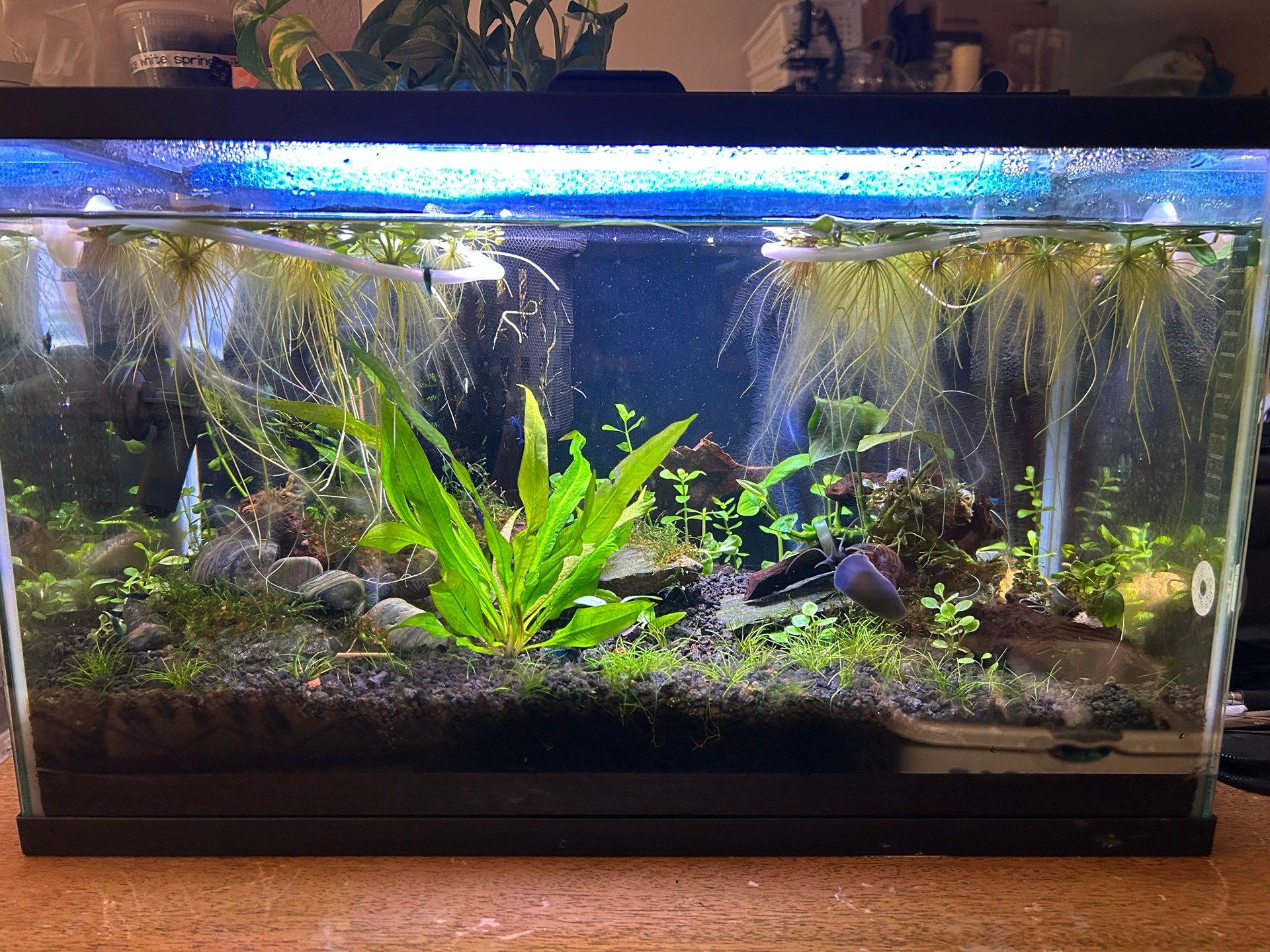 Ten Gallon