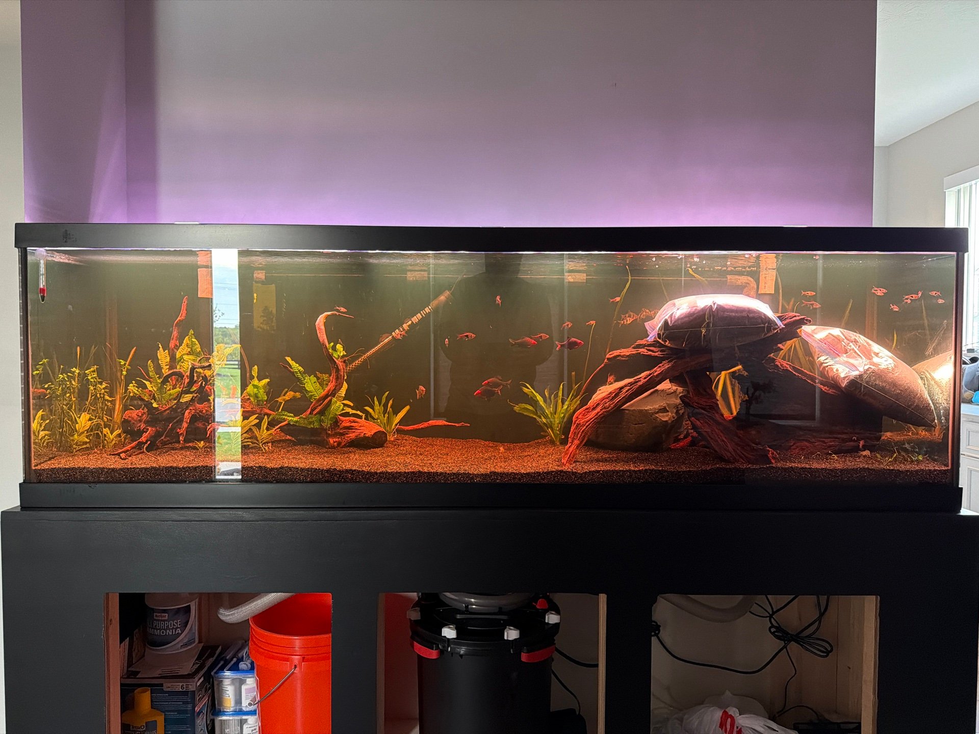 Angelfish Community