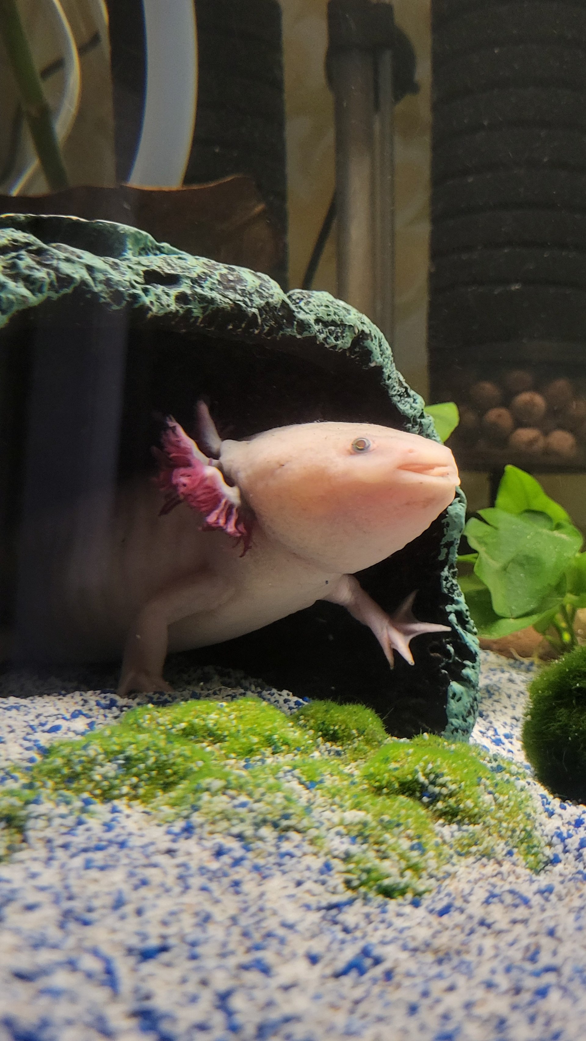 Pepto Bismol