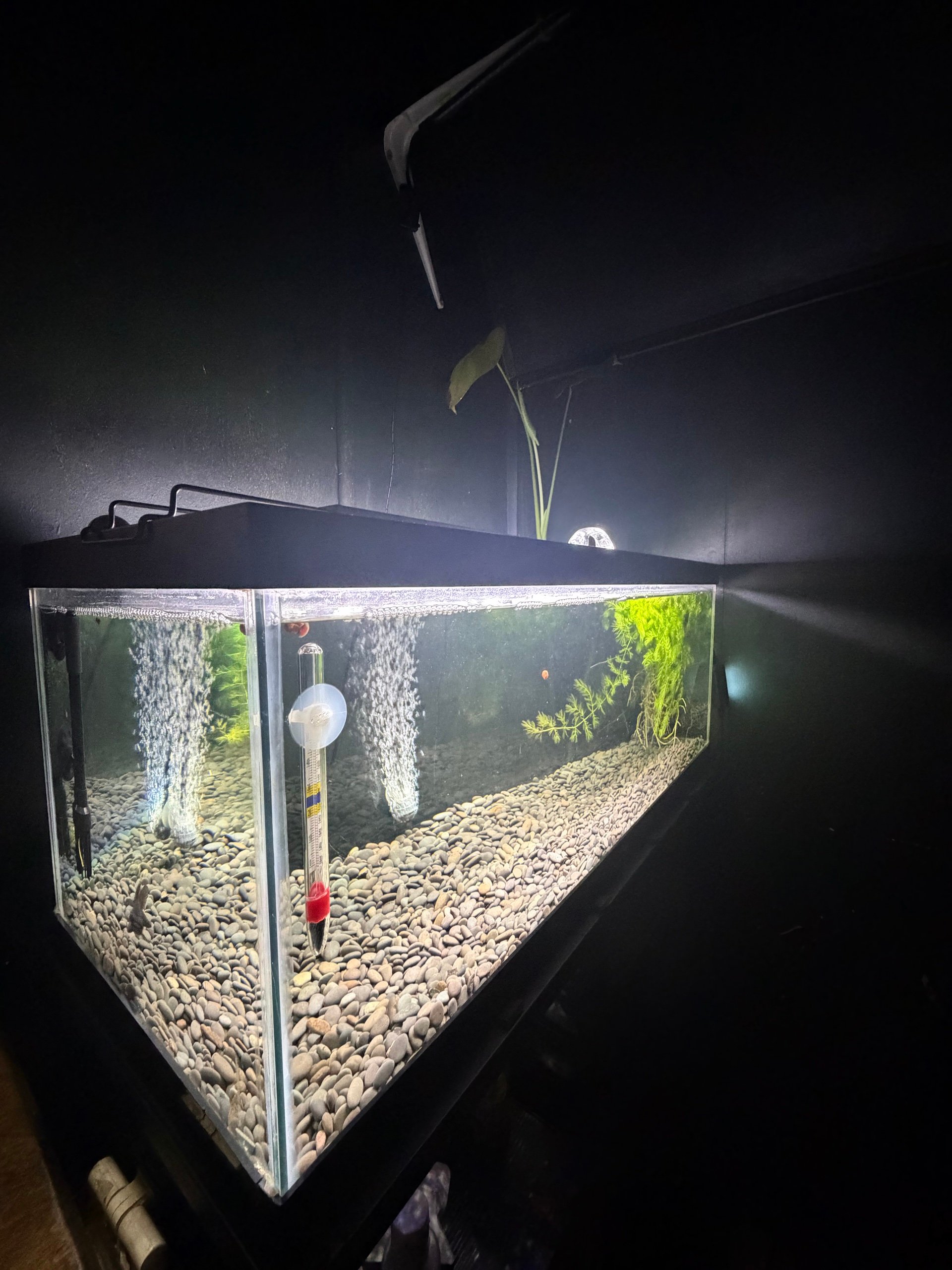 Black Moor Aquarium