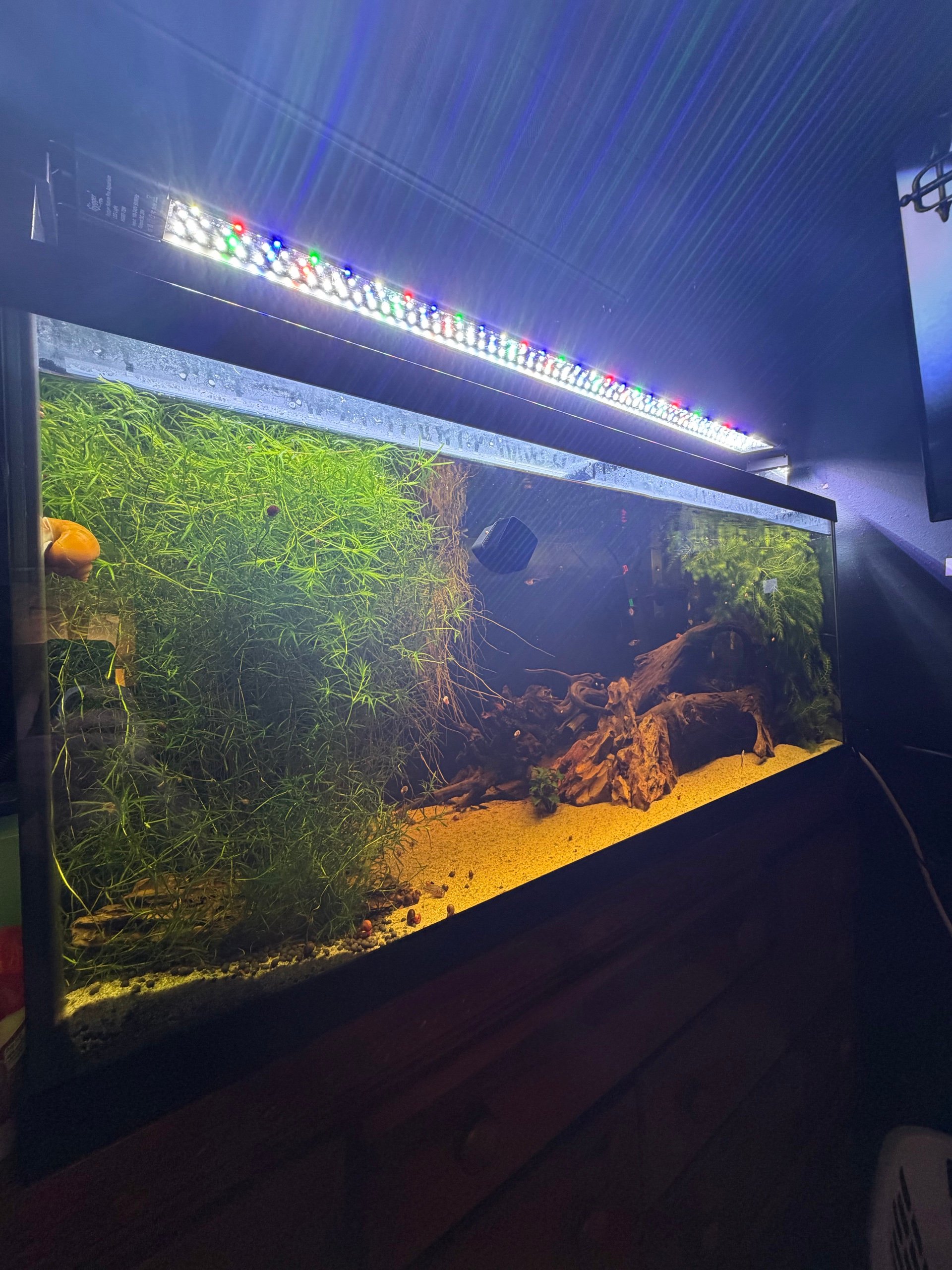 75 Gallon Community Tank