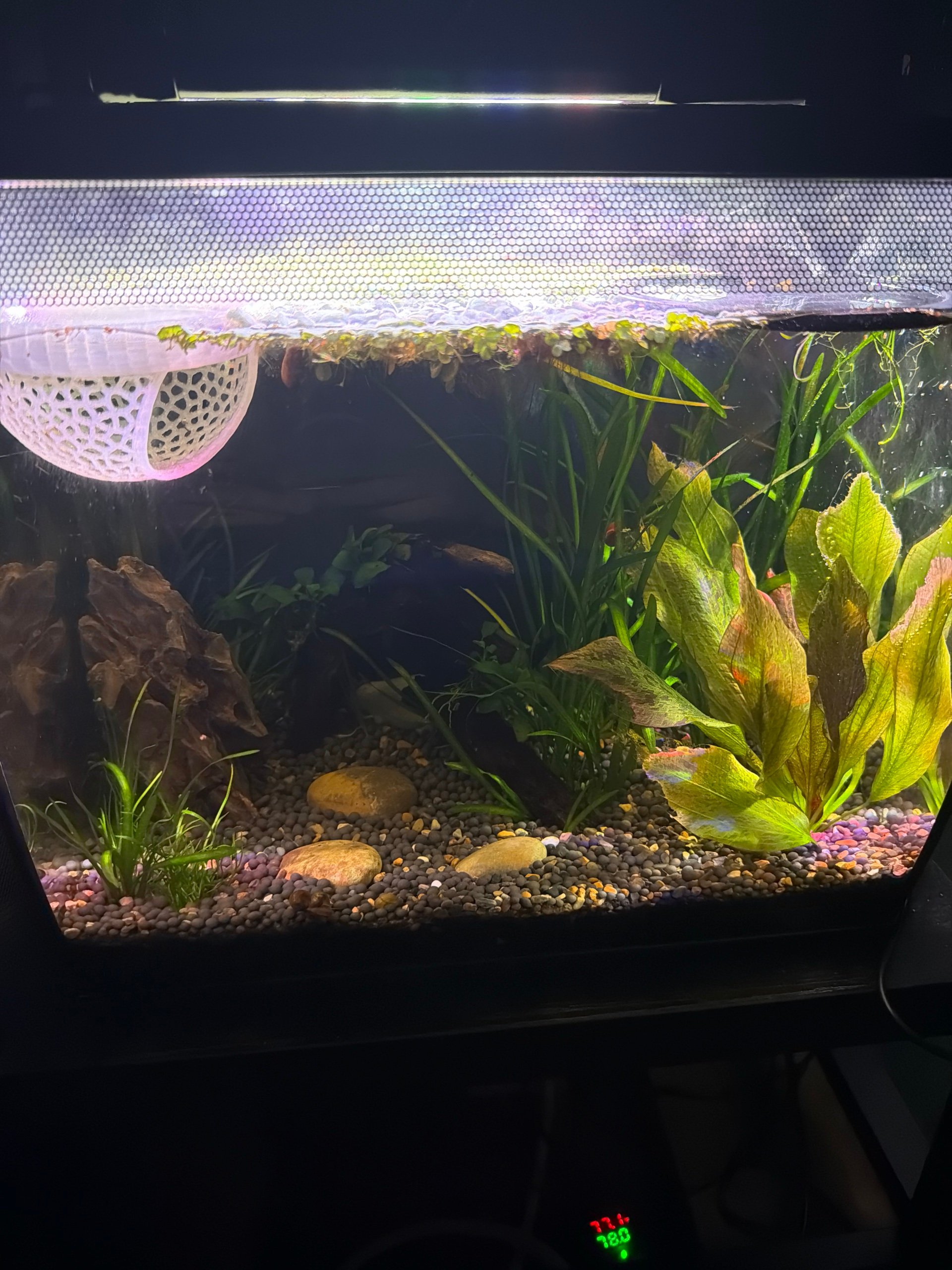 Betta Tank