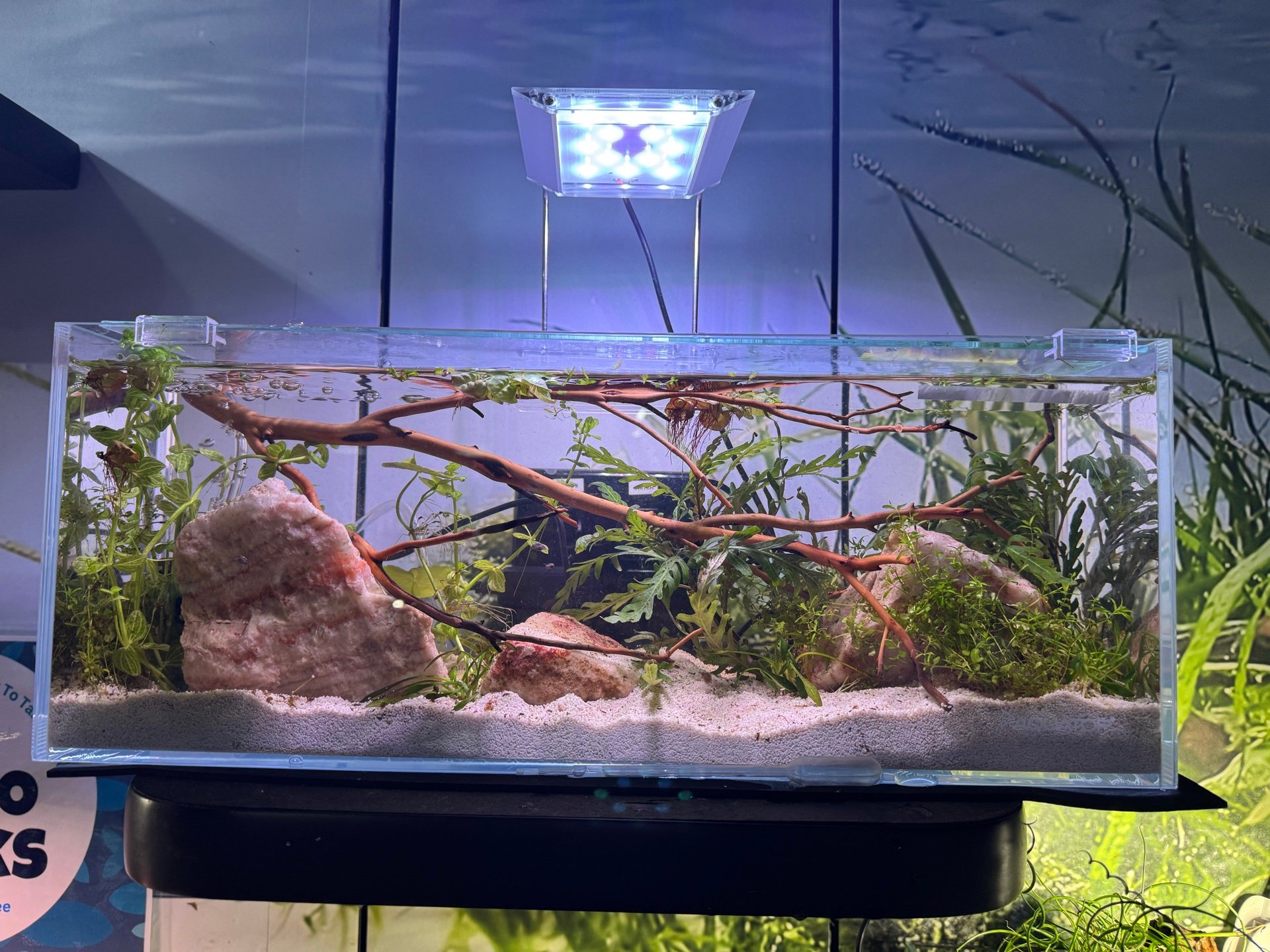 Natural Blush Shrimp Tank