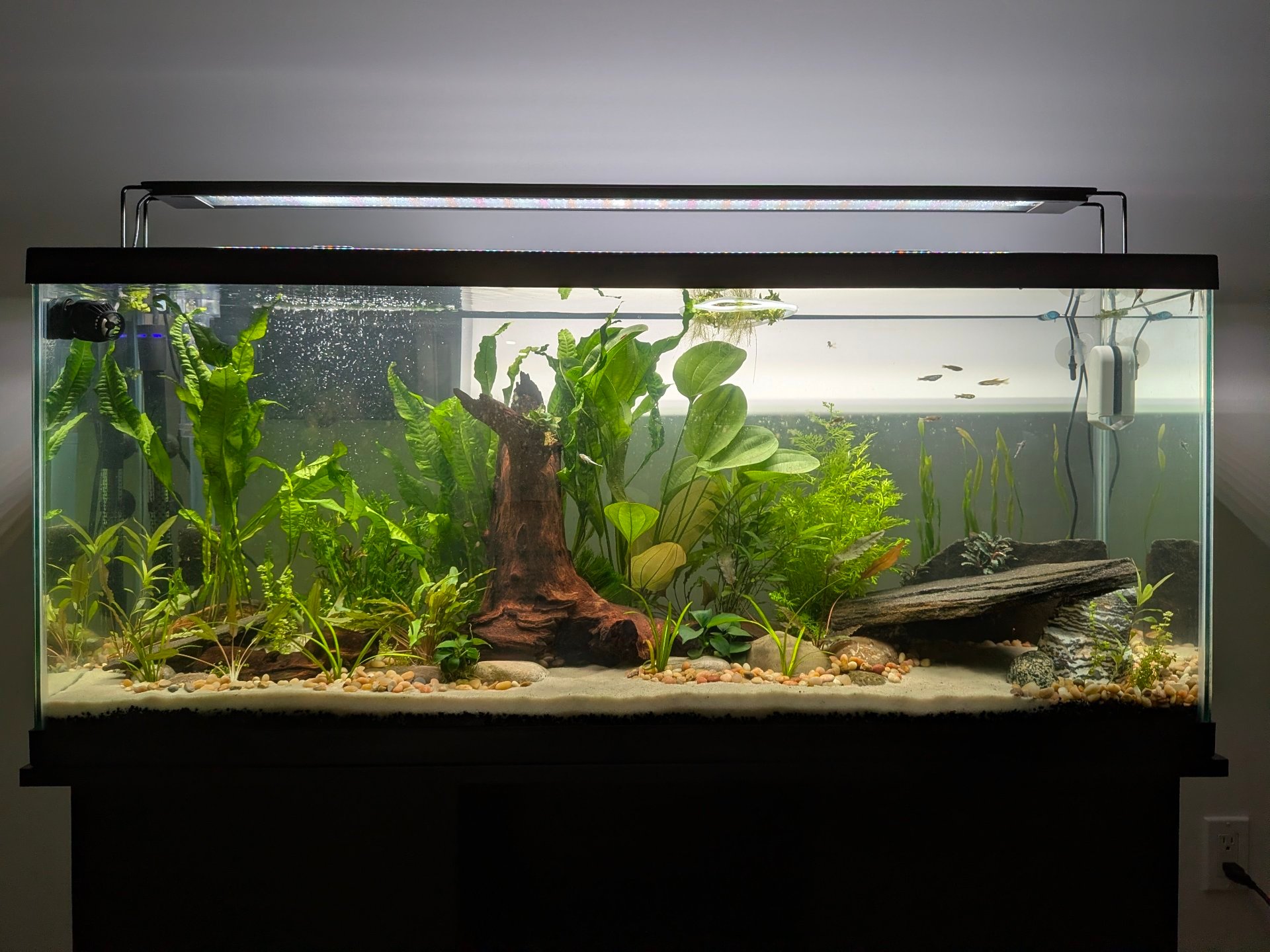55G Tropical