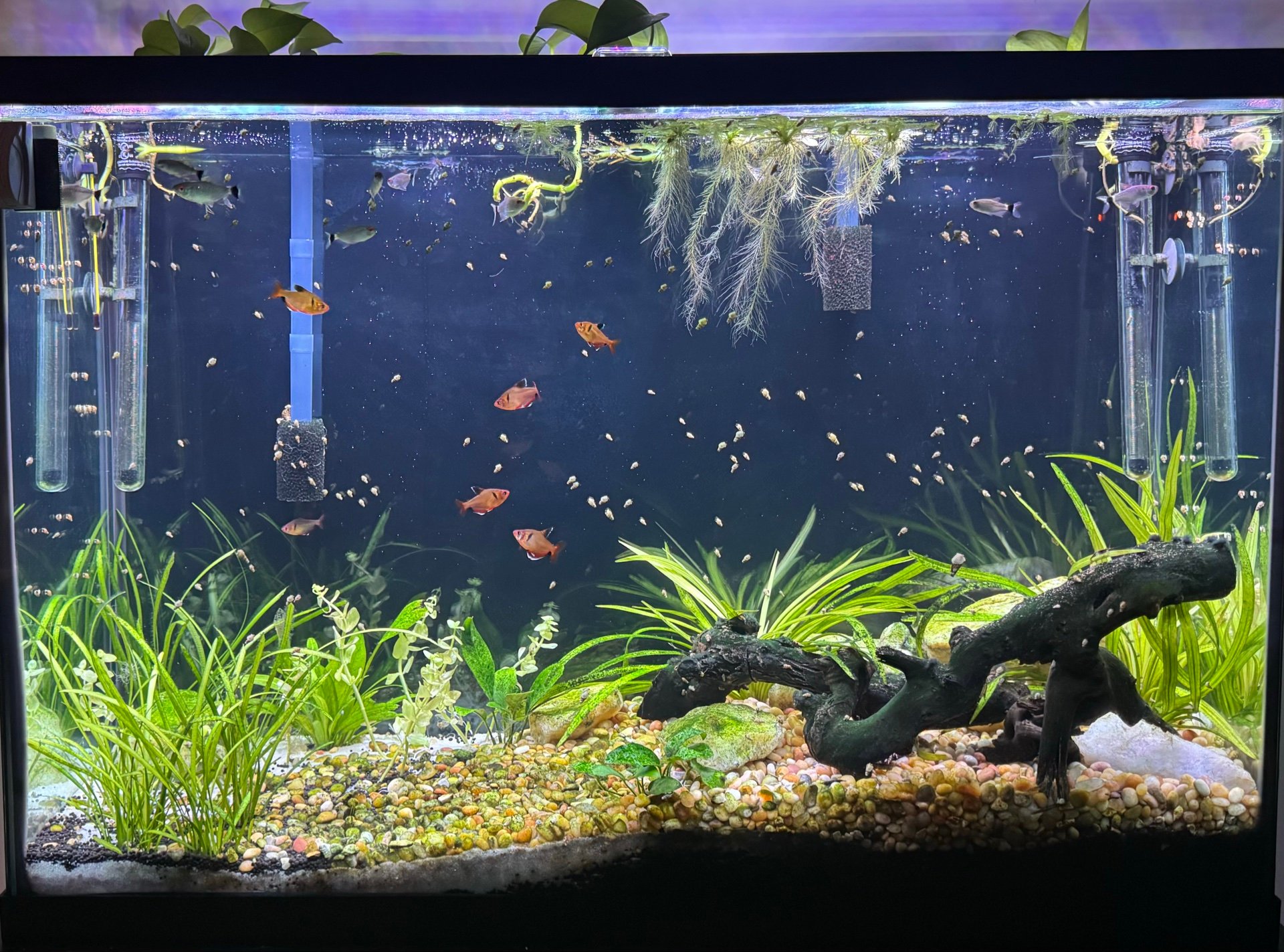 45 gal Pain in My Ass