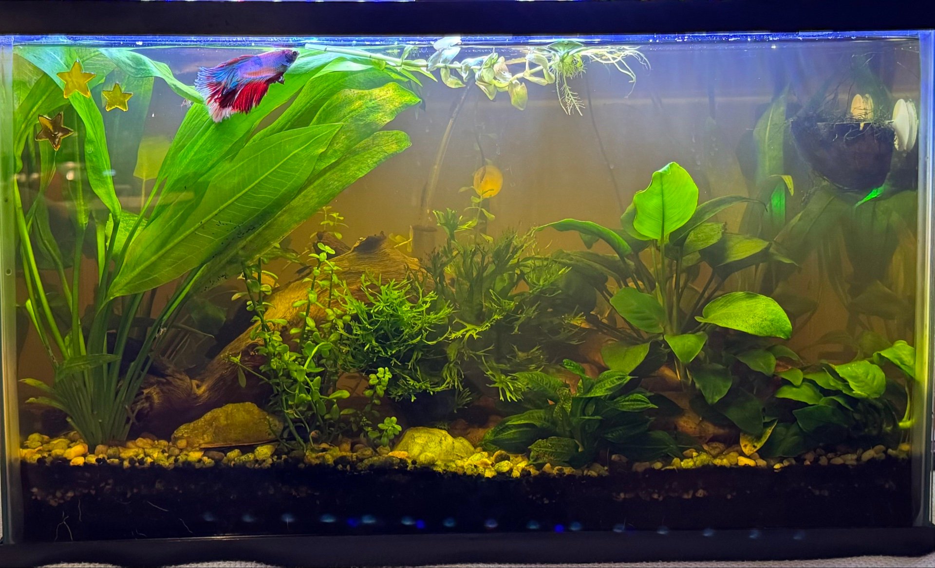 Betta Tank aka My Favorite Tank