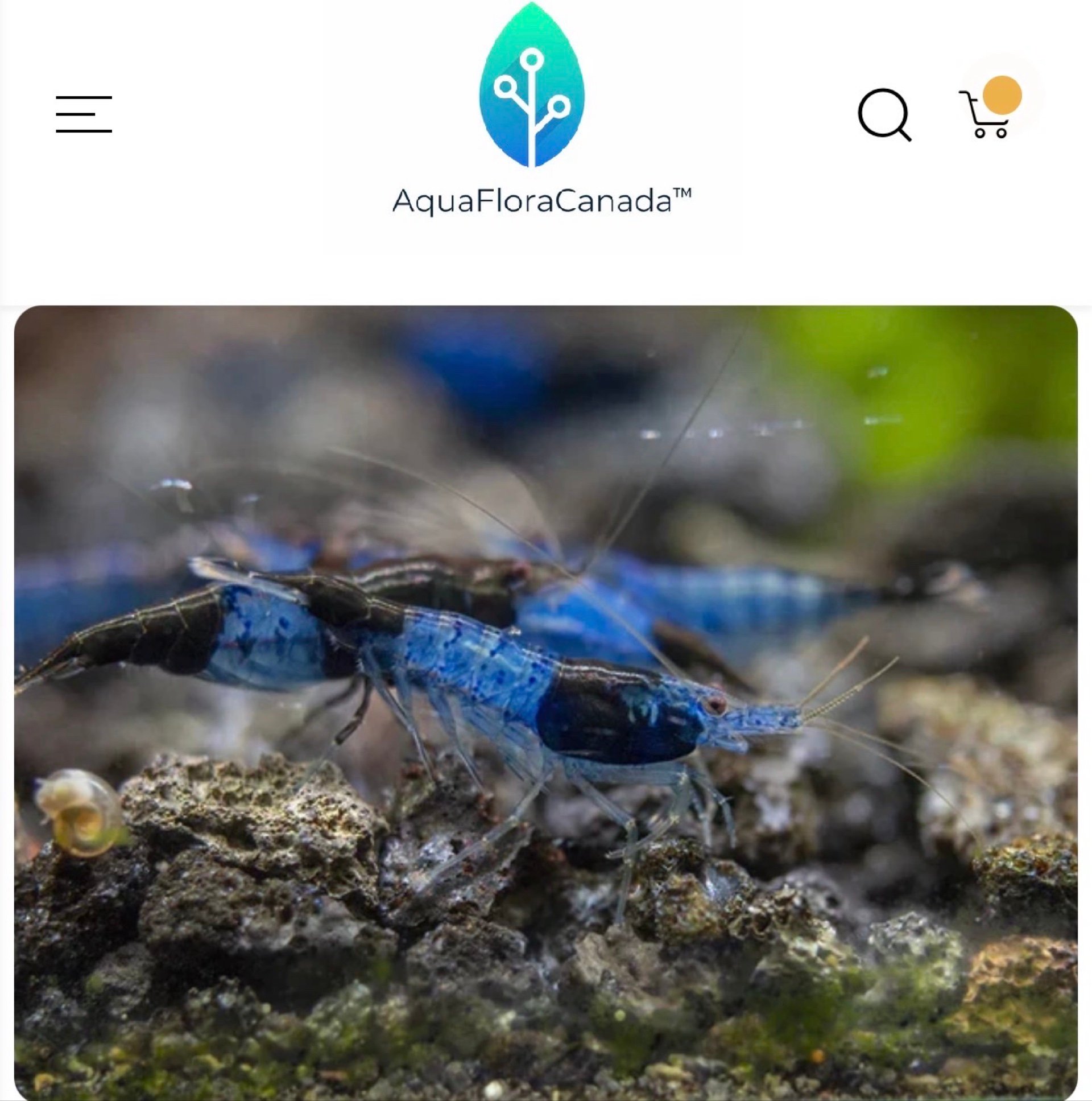 Carbon Rilli Neocardina