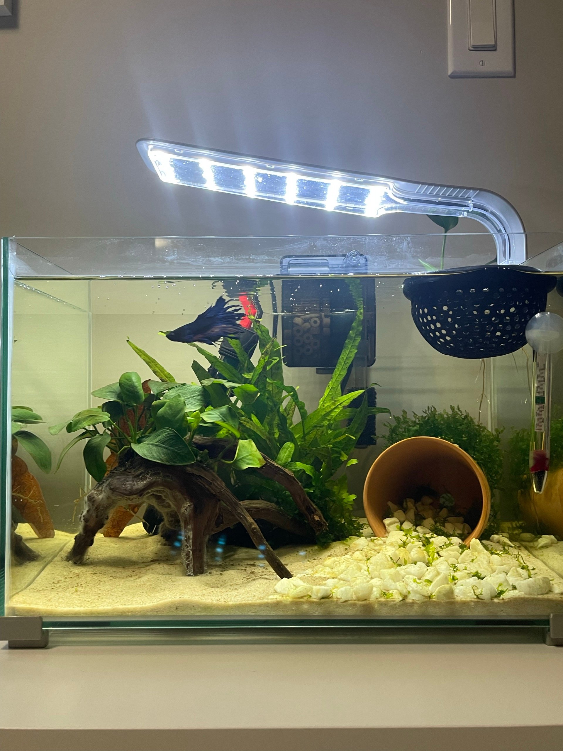 Betta