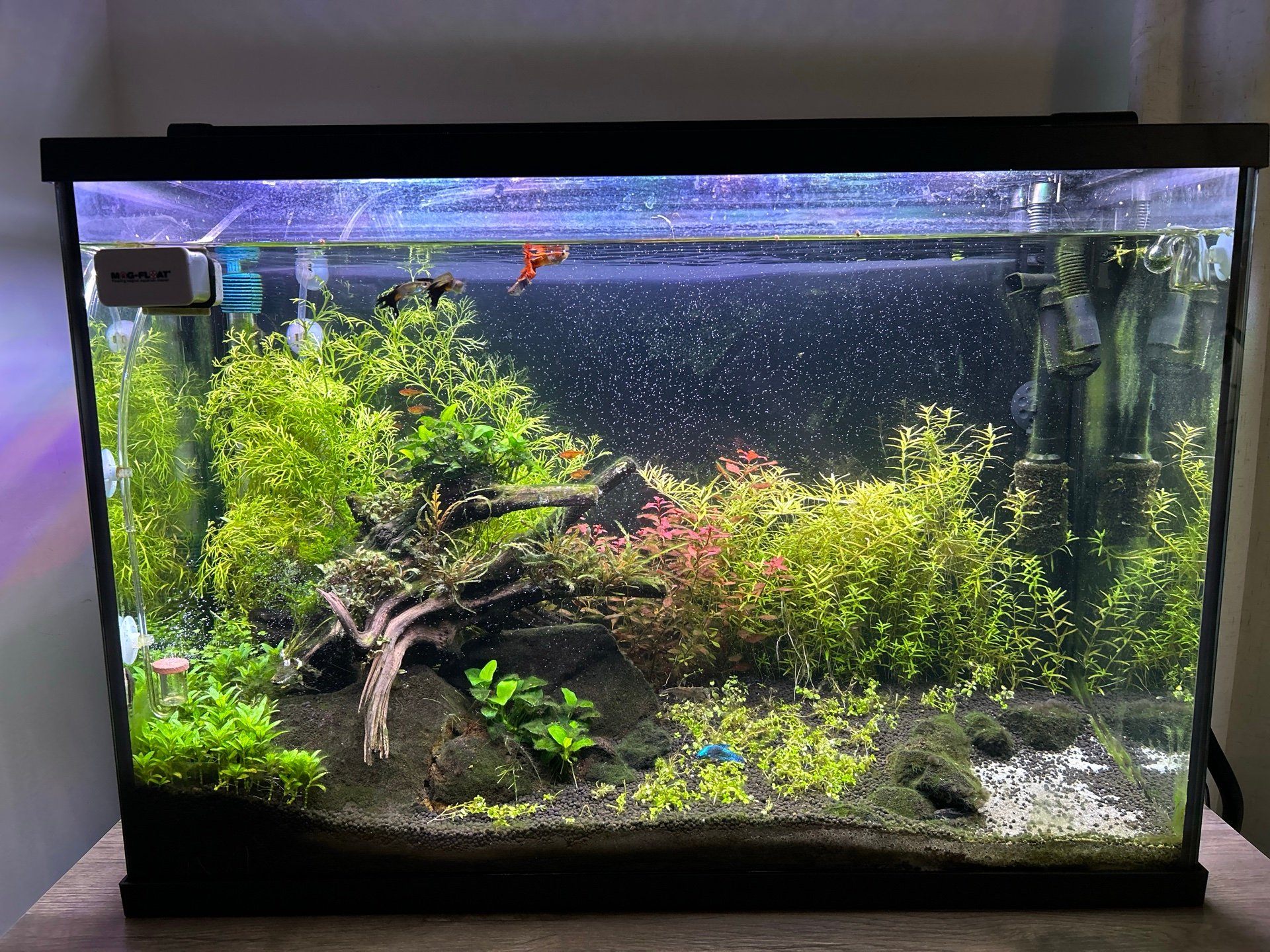29 Gallon Planted Community Tank