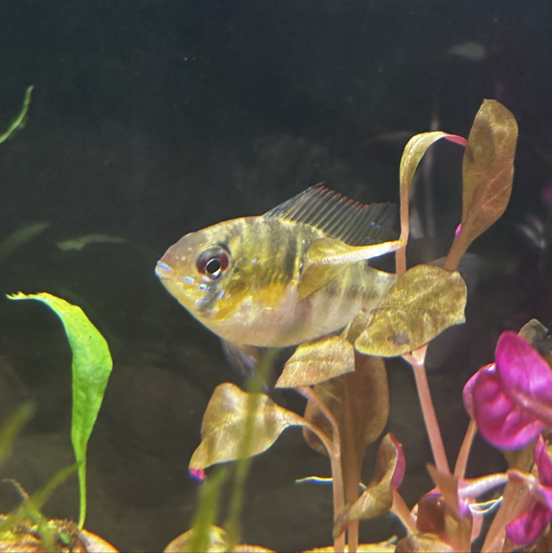 Ram Cichlid (Mikrogeophagus ramirezi) Care Guide — Shoal & Stem