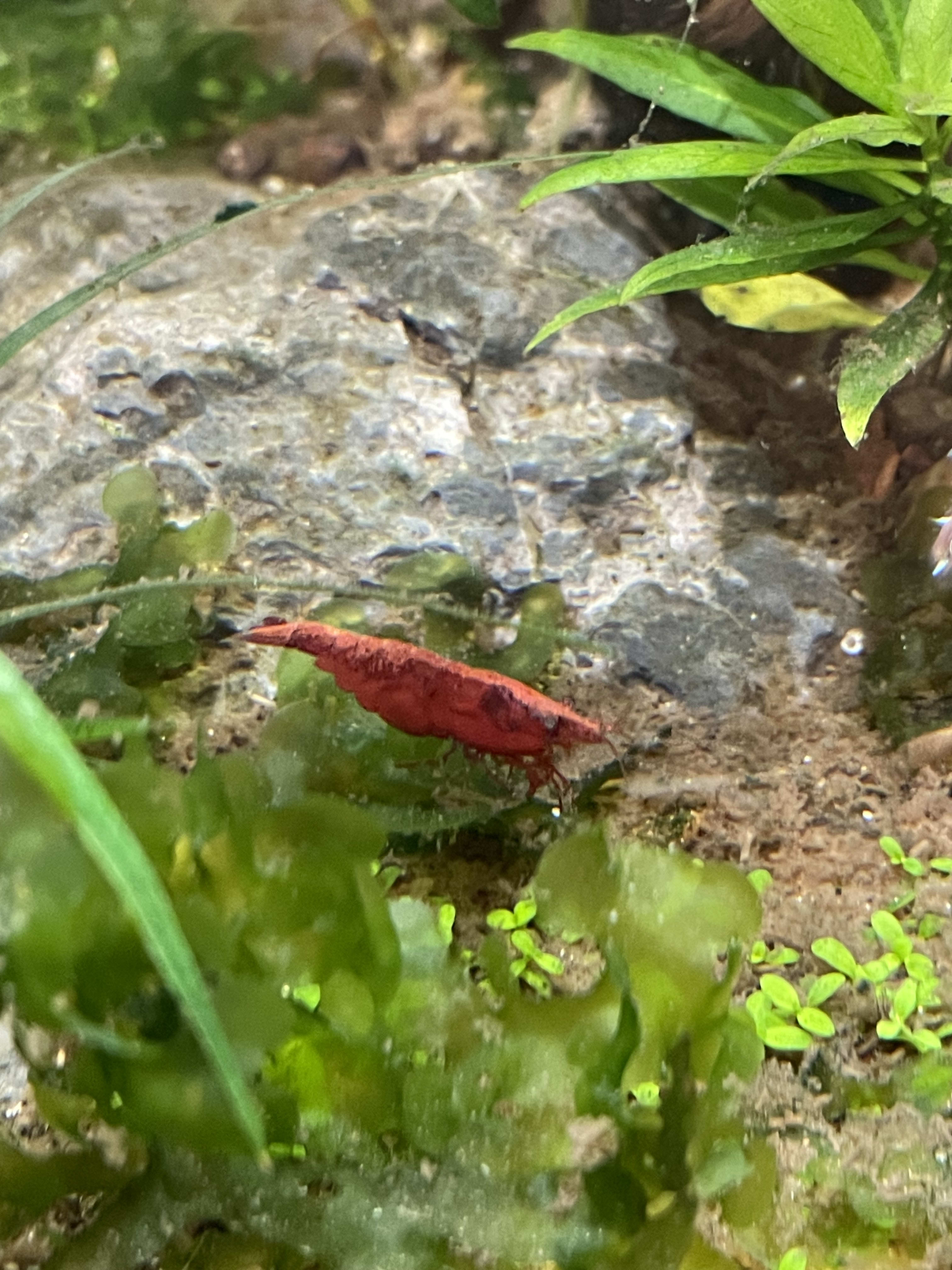 Neocaridina Shrimp (Neocaridina davidi) Care Guide — Shoal & Stem