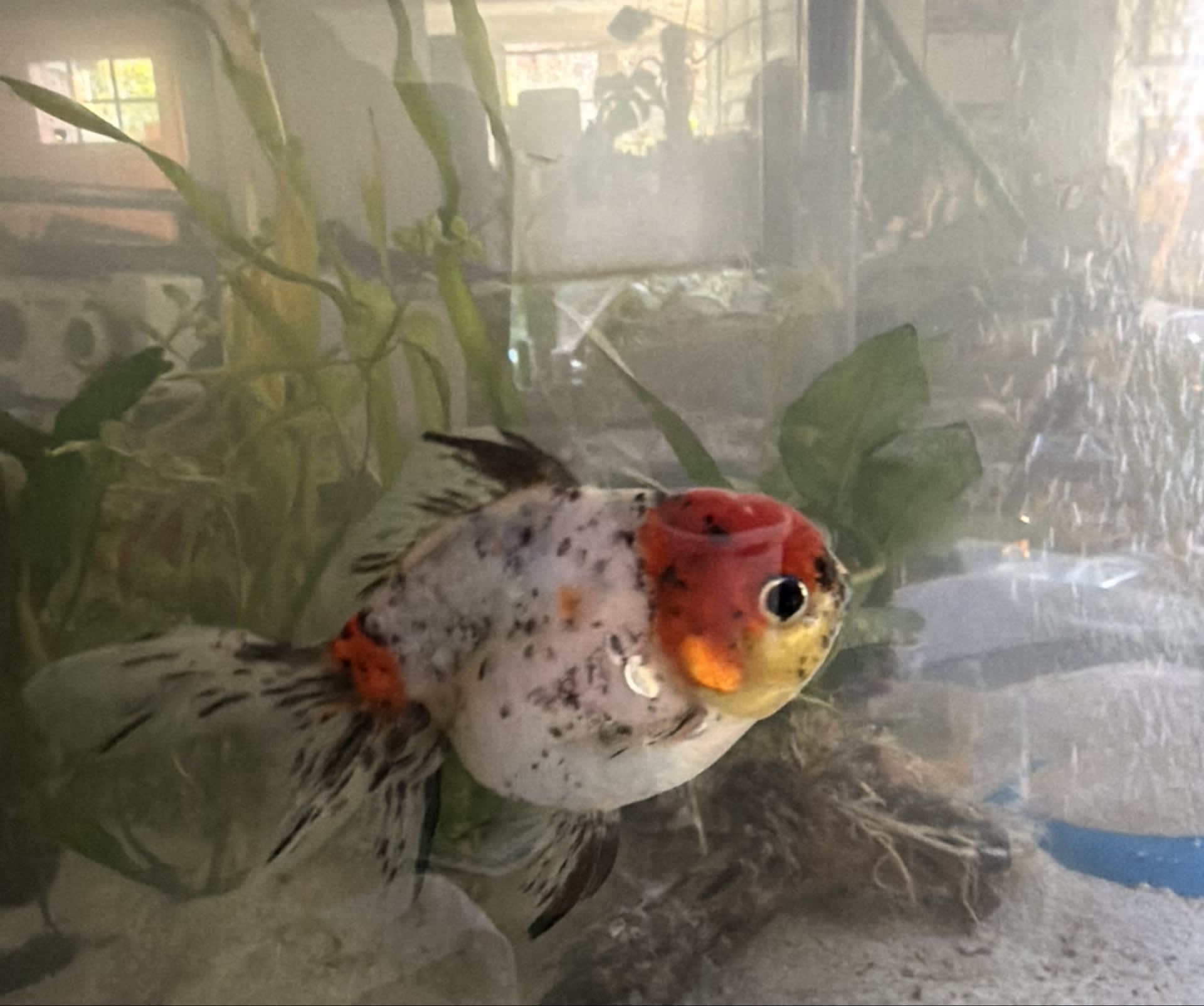 Goldfish (Carassius auratus) Care Guide — Shoal & Stem