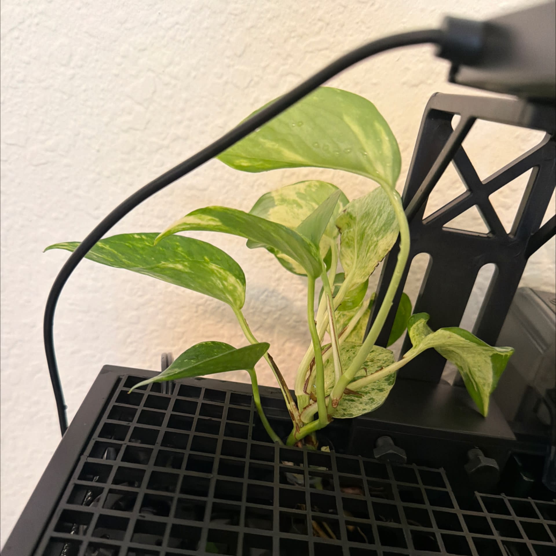 Pothos (Epipremnum aureum) Care Guide — Shoal & Stem