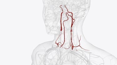 carotid-artery-disease-heart-care-texas