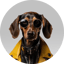 Immagine di DOGUE