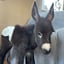 Image de HEEHAW/SOL