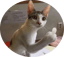 Image of FLIPCAT