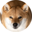 Image of SHIBACOIN