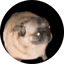 Image of PUGDOG