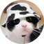 Image of MOOCAT