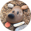 Image of SDOG