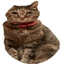 Görsel: TSUJI