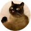 Imagen de DERPCAT