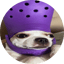Image of CROCDOG