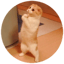 Afbeelding van LOLCAT