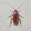 Görsel: COCKROACH