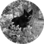Image of HIM