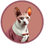 Imagen de CATCEO