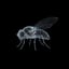 Imagen de FLYBRAIN