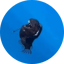 Image of ANGLERFISH