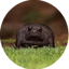 Imagen de FROG
