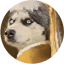 Image of HUSKY