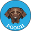 Görsel: POOCH