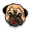 Image of PUG
