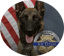 K-9 Killed in Shootout