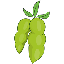 Image of SOY