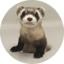 画像： SIBERT