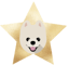 Pomeranian Star
