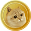 Catge Coin